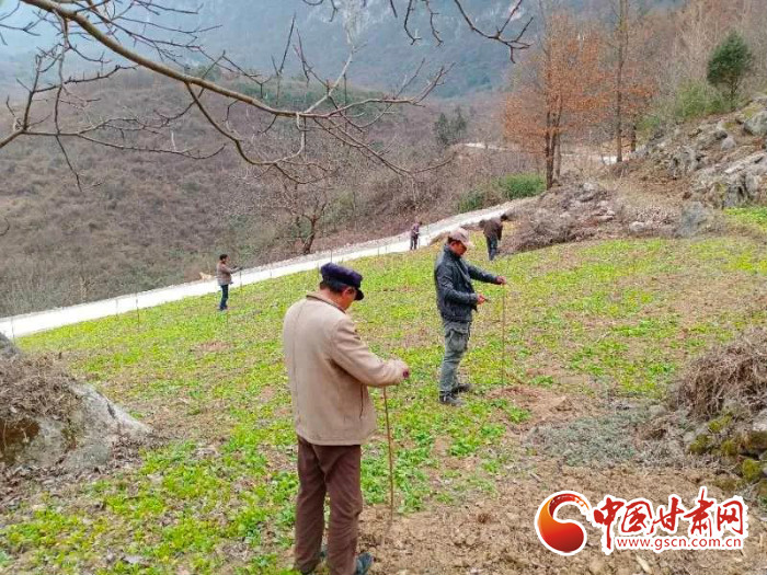 【甘肅全民戰(zhàn)“疫”】戰(zhàn)“疫”中，隴南稻坪的春天