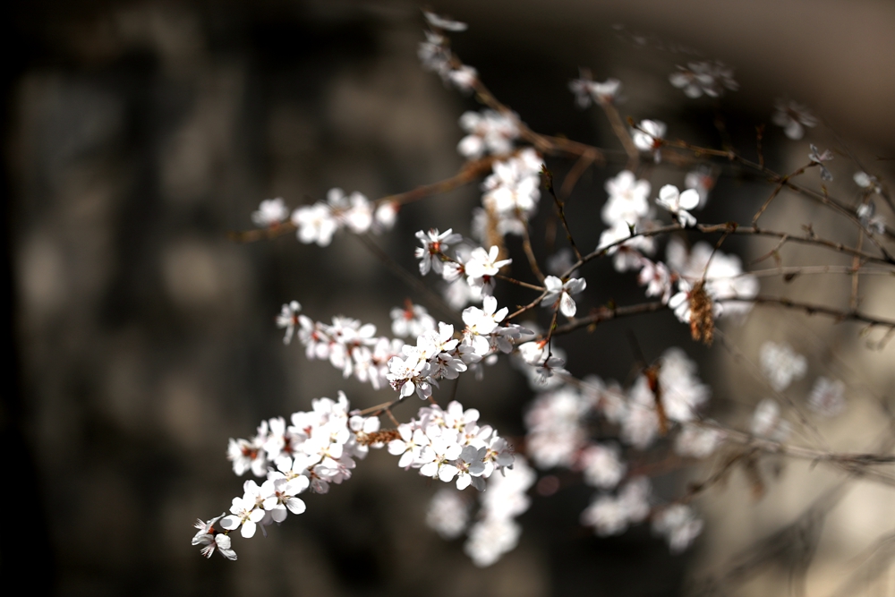 海報(bào)|花開(kāi)隴原，甘肅這些景區(qū)正在復(fù)蘇！