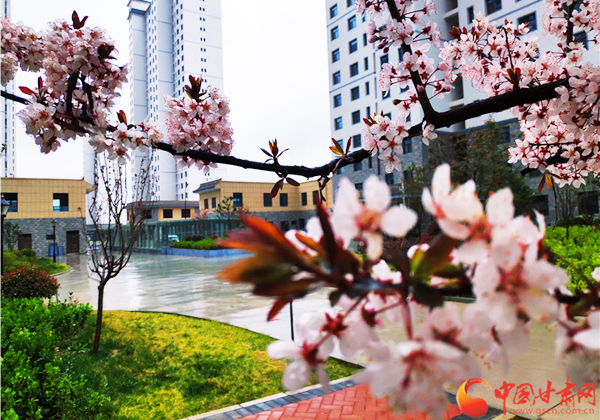 【甘肅省決戰(zhàn)決勝脫貧攻堅(jiān)】天水藉口：易地扶貧搬遷穩(wěn)定脫貧 村民山下有樓房山上有果園  