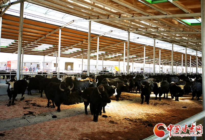 【甘肅省決戰(zhàn)決勝脫貧攻堅(jiān)】農(nóng)牧結(jié)合養(yǎng)起“脫貧?！?產(chǎn)業(yè)增效共唱“致富歌”