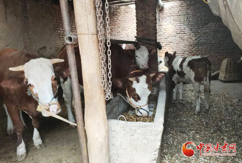 【甘肅省決戰(zhàn)決勝脫貧攻堅】臨夏縣：創(chuàng)業(yè)貸款貸出農民致富新天地（圖）