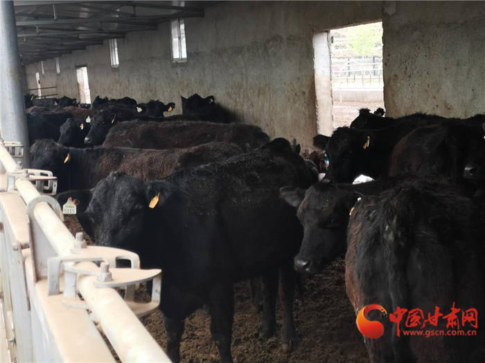 【甘肅省決戰(zhàn)決勝脫貧攻堅(jiān)】白銀會寧養(yǎng)殖新模式：貧困群眾別著急 你的牛兒我來養(yǎng)