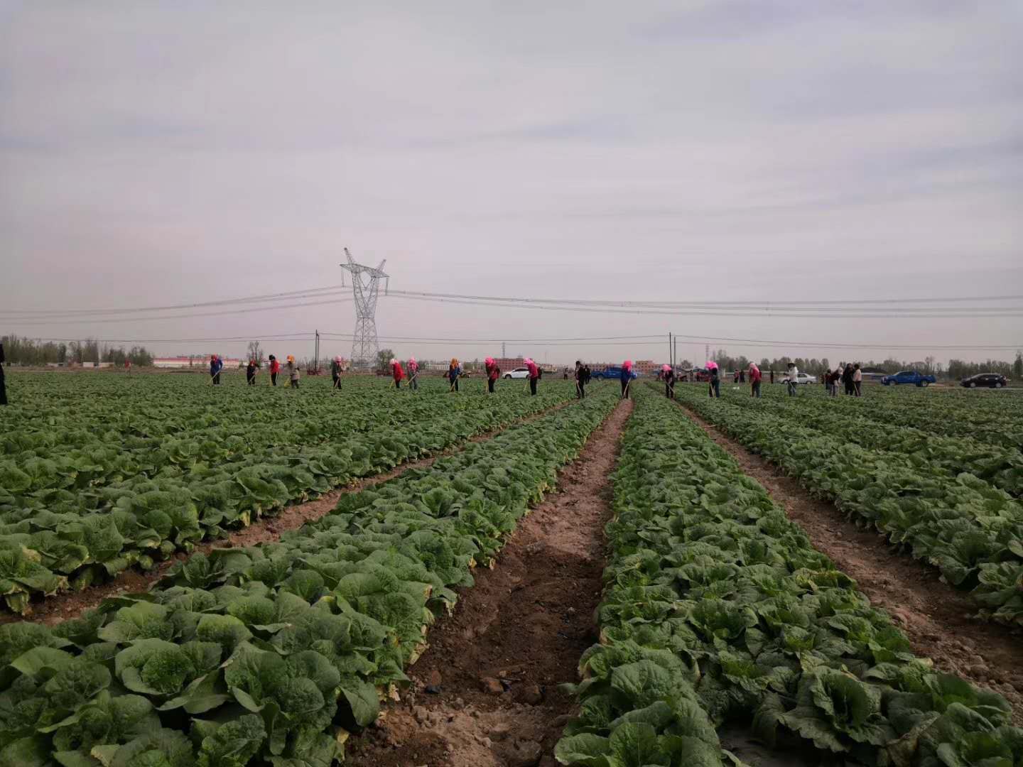 【在習近平新時代中國特色社會主義思想指引下 新時代 新作為 新篇章】讓特色產(chǎn)業(yè)發(fā)展迸發(fā)新活力——金昌聚力打造菜草畜高品質(zhì)現(xiàn)代特色農(nóng)業(yè)示范區(qū)述評