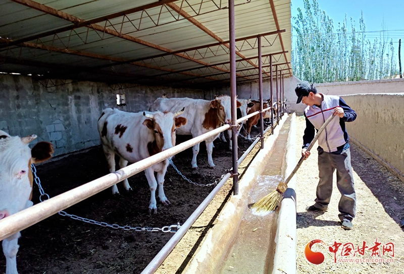 【甘肅省決戰(zhàn)決勝脫貧攻堅】瓜州縣：產業(yè)發(fā)展“念牛經”拓寬群眾增收路（圖）