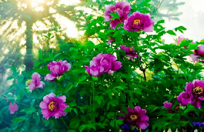 【“甘味”故事】“百花王”駕到！國色傾城正當(dāng)時