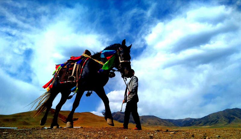 好消息！天祝被命名為“中國高原走馬之鄉(xiāng)”