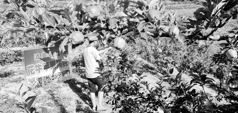 “于堡村果園”開張記——認(rèn)購(gòu)“一棵樹”，結(jié)出“致富果”