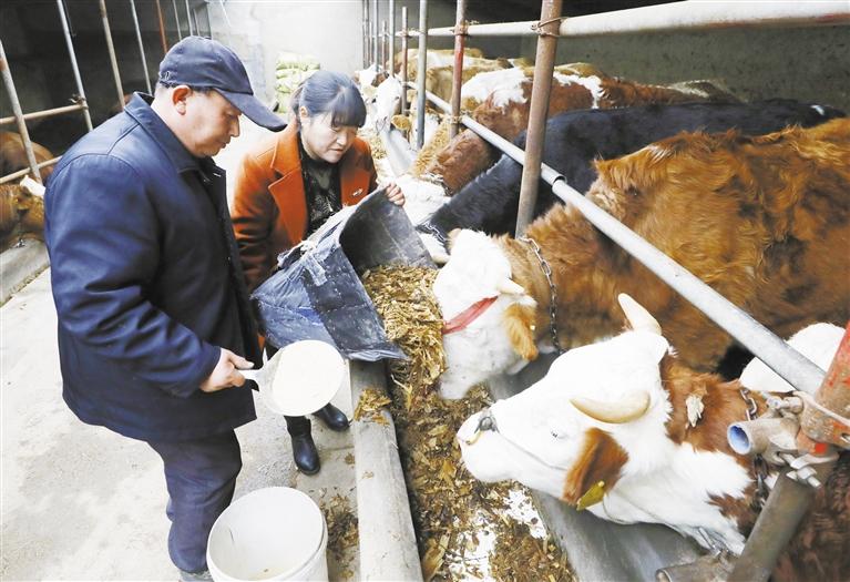 我和我的家鄉(xiāng)丨定西臨洮縣黨家墩村：“?！碑a(chǎn)業(yè)帶來(lái)“牛”日子