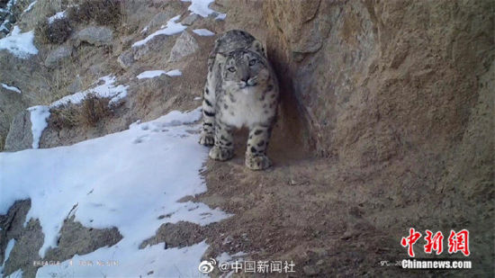精靈漫步！甘肅阿克塞祁連山深處現(xiàn)雪豹身影