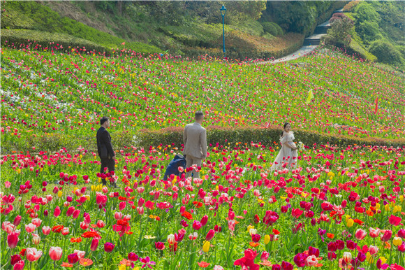 花海間，拍上一組美美的婚紗照。羅云希 攝