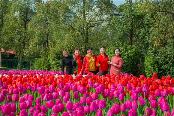 游客在郁金香花海里拍照打卡。羅云希 攝