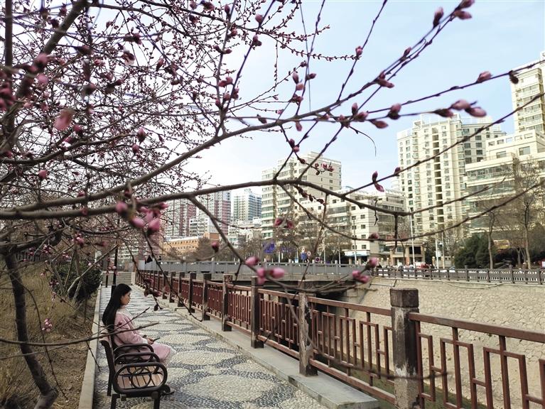 蘭州“第一朵花”開了！