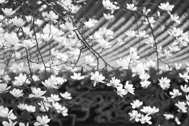 天水雙玉蘭堂，吟杜甫詩 煎泉水茶 賞白石書法