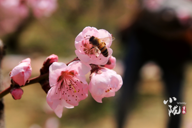 【小隴畫報·113期】最美人間四月天，灼灼桃花映秦安