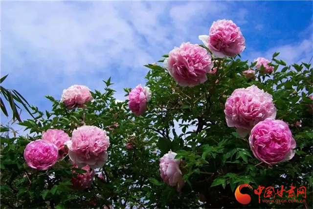 【五一游甘肅】暢游“臨洮縣紫斑牡丹文化旅游節(jié)”，這份攻略請收下！