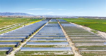 武威天?？h松山鎮(zhèn)德吉新村秀珍菇科技產(chǎn)業(yè)園初具規(guī)模