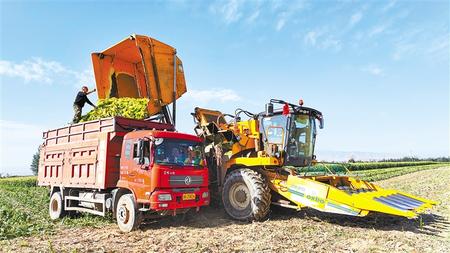 隴原處處慶豐收——甘肅省各地喜迎第四個(gè)“中國(guó)農(nóng)民豐收節(jié)”