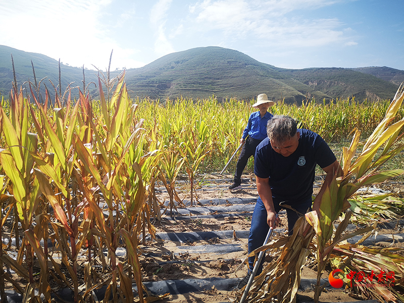 【慶豐收 感黨恩】定西安定：劉鴻奎的豐收節(jié)！