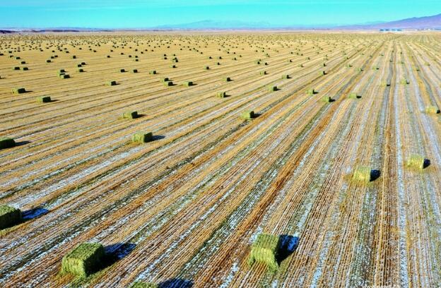 【“飛閱”中國】瞰！山丹馬場撒“青豆”