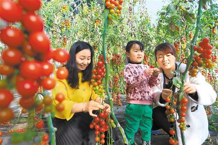 酒泉市肅州區(qū)東洞戈壁產(chǎn)業(yè)園里的圣女果、人參果陸續(xù)成熟上市