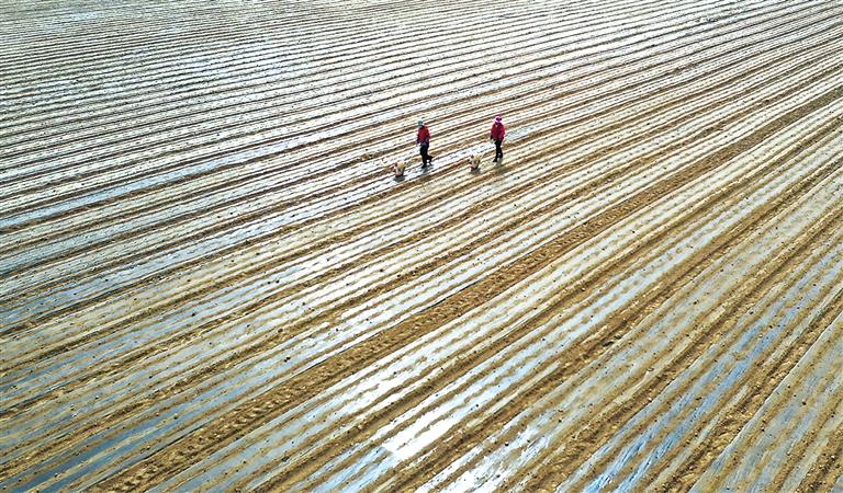 臨夏縣橋寺鄉(xiāng)農(nóng)民開(kāi)始在田間播種萵筍
