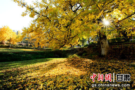 隴南徽縣銀杏樹(shù)最美的時(shí)候，當(dāng)屬每年的10月至11月。圖為樹(shù)葉已染黃的銀杏樹(shù)。張承榮 攝