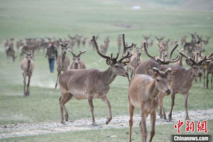 圖為肅南縣馬鹿養(yǎng)殖場(chǎng)內(nèi)的鹿群。　楊艷敏 攝