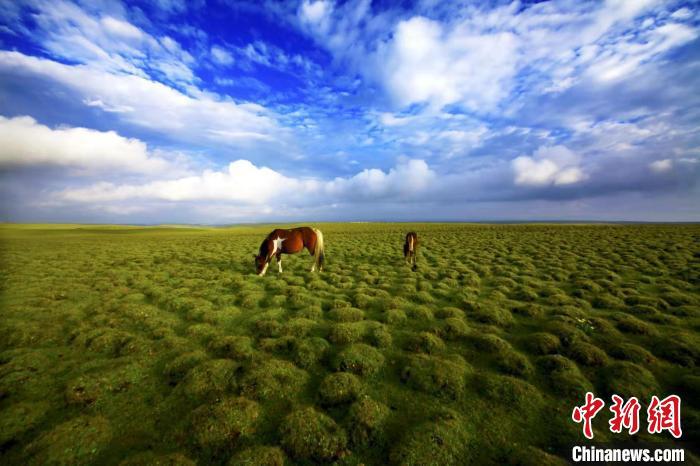 圖為甘肅甘南藏族自治州草原風(fēng)光。(資料圖) 艾慶龍 　攝