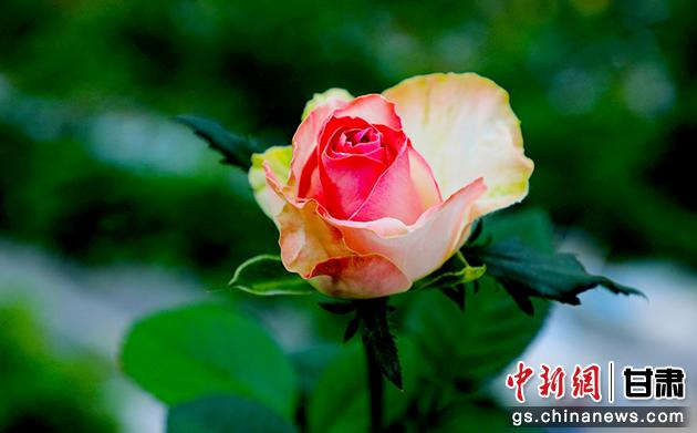 圖為在智慧溫室里盛開的玫瑰。馬玉林 攝