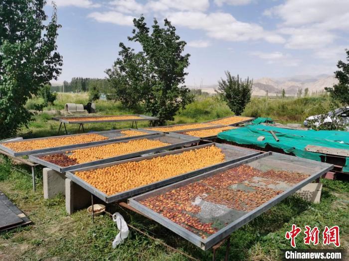 圖為肅北蒙古族自治縣的“李廣杏”。(資料圖) 受訪者供圖