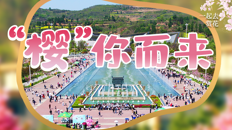 海報(bào)|春色爛漫，一組海報(bào)“云賞”櫻花盛開(kāi)