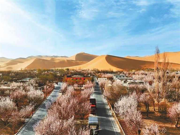 近日，敦煌鳴沙山下的李廣杏杏花陸續(xù)開放，美如畫卷。新甘肅·甘肅日報通訊員　張曉亮