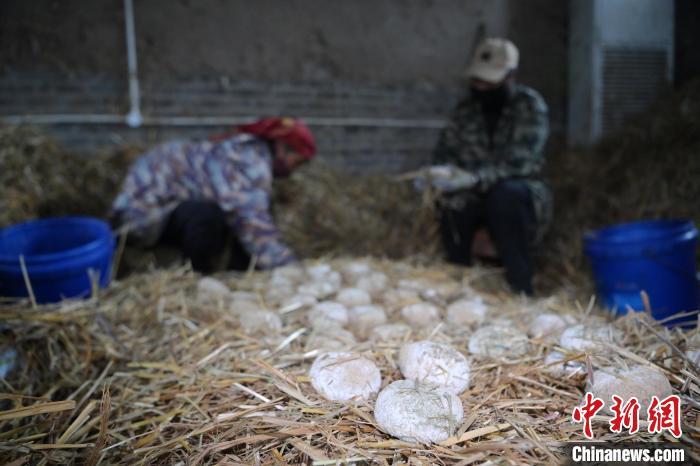 酒曲從曲坯入房培養(yǎng)到培養(yǎng)結(jié)束，整個(gè)培養(yǎng)周期控制在4至8天，曲坯的要求光滑，軟硬適宜，手按曲坯不松散，結(jié)實(shí)，薄厚一致。圖為5月10日，工作人員準(zhǔn)備將培養(yǎng)好的曲坯拿到外面晾曬。九美旦增　攝