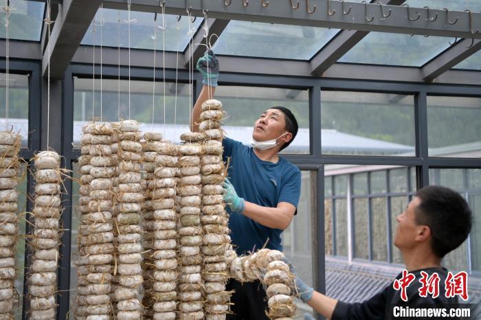 圖為5月10日，工作人員將用青稞面和青稞草等制成的曲坯用繩子串起來(lái)晾曬。九美旦增　攝