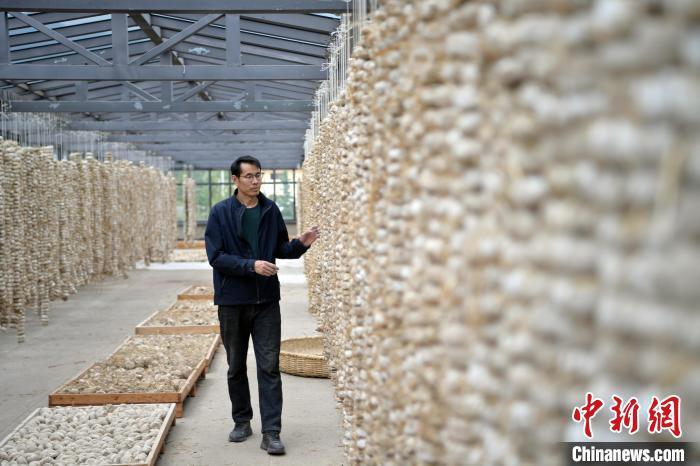 圖為5月10日，工作人員檢查晾曬的曲胚。九美旦增　攝