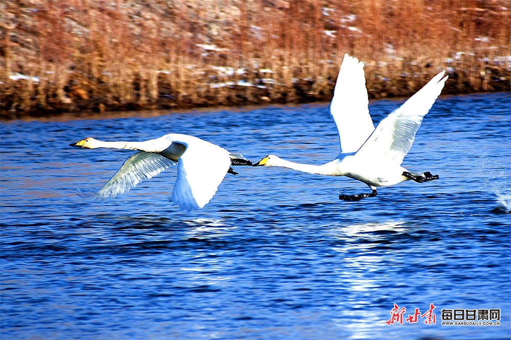 冬日候鳥舞動(dòng)黑河 共譜生態(tài)和諧樂(lè)章