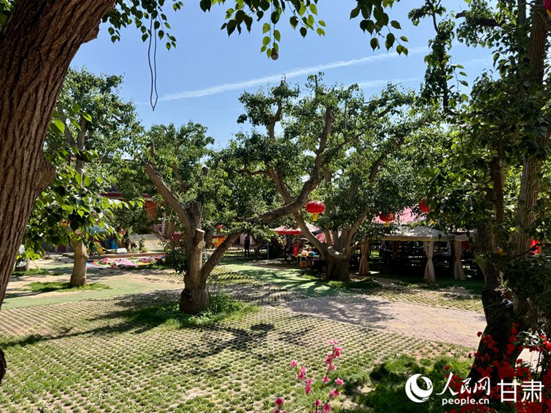 什川古梨園。人民網(wǎng)記者 焦隆攝