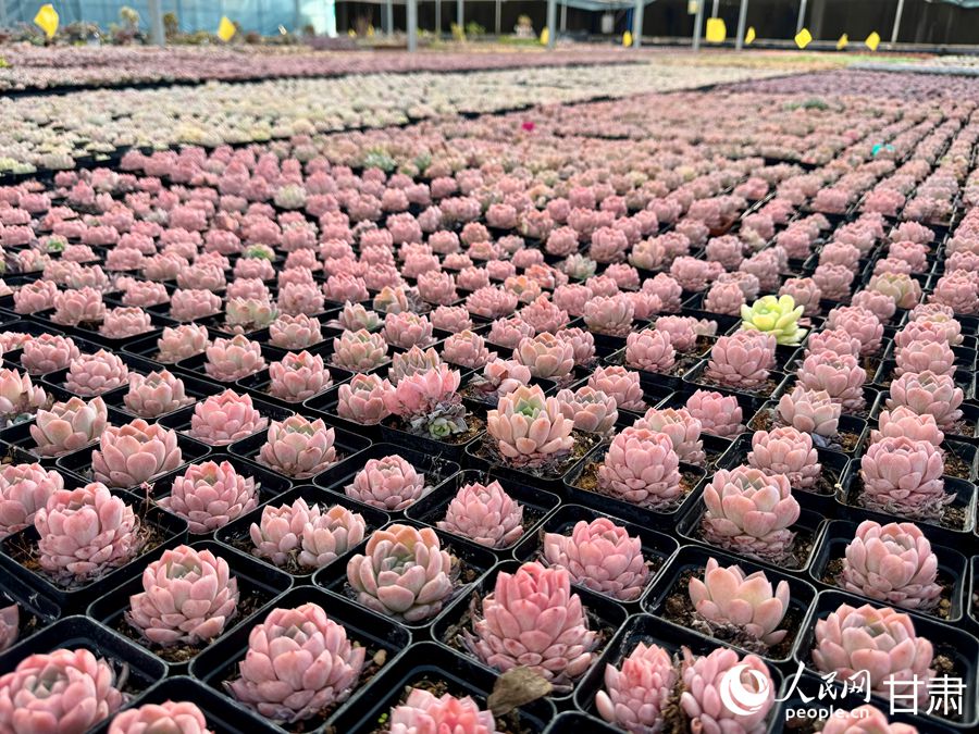 蘭州鑫源現(xiàn)代農(nóng)業(yè)休閑觀光旅游景區(qū)多肉大棚。人民網(wǎng)記者 焦隆攝
