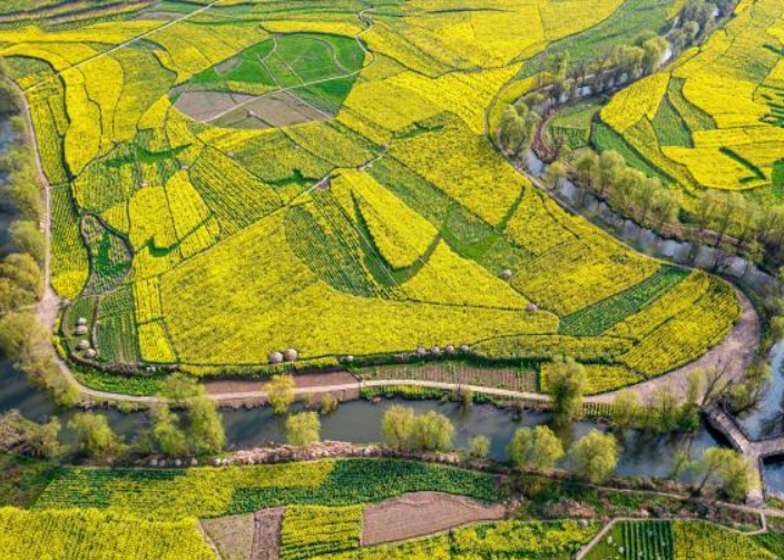 貴州油菜花開(kāi)田園美