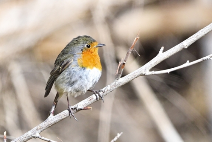 “明星鳥(niǎo)類(lèi)”現(xiàn)身瓜州